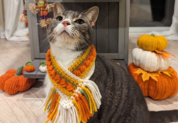 So bauen Sie ein isoliertes Katzenhaus für den Winter