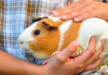 Was Sie wissen sollten, bevor Sie sich ein Meerschweinchen als Haustier anschaffen?