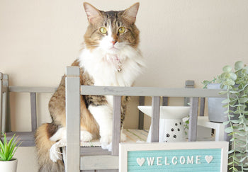 Die 5 besten Katzenhäuser – der ultimative Kaufratgeber