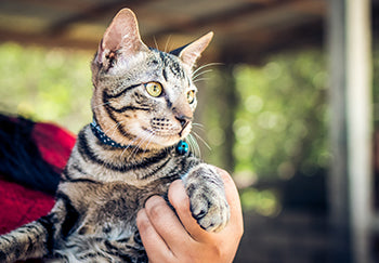 5 Gründe für die Wahl eines an das Haus angeschlossenen Katzengeheges