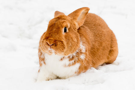 Wie hält man Kaninchen im Winter warm?