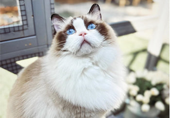 Kann ich meine Katze in einem Käfig halten?