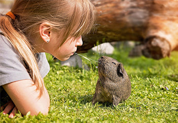 Gründe und Lösungen für das Kauen eines Meerschweinchens an seinem Stall