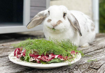 Die 6 besten Kaninchenställe für den Innenbereich – Der ultimative Kaufratgeber