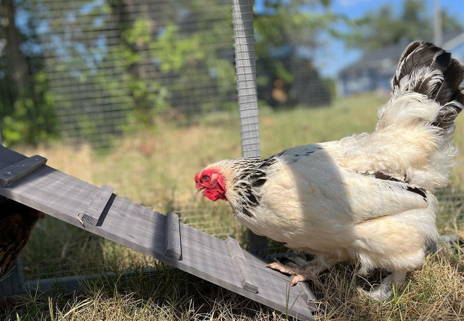 5 Best Chicken Coops---The Ultimate Buying Guide