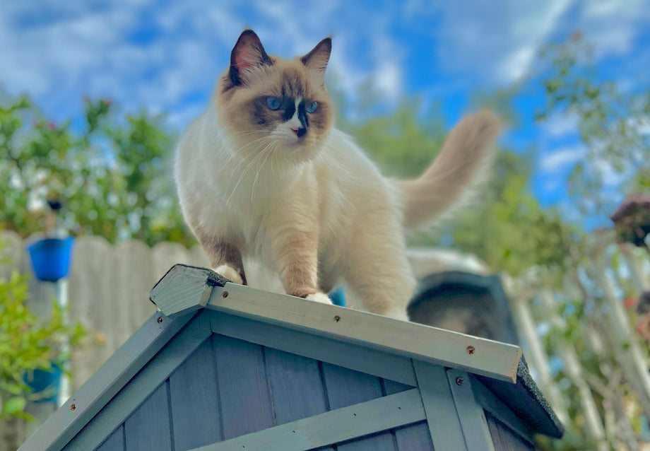 Indoor and Outdoor Cat Safety Guide: Risks, Tips, and Smart Solutions ...