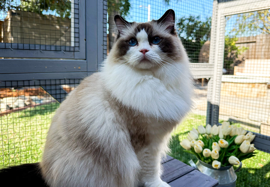 Can I Keep My Cat In A Cage?