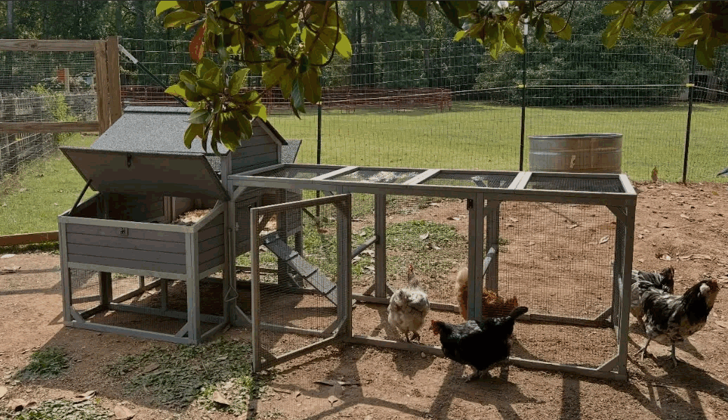 Chicken Coop vs Chicken Run: What’s the Difference and Do You Need Both?