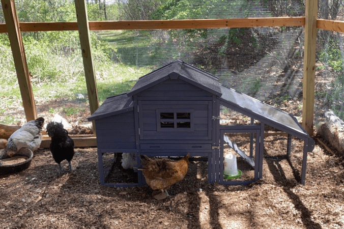 How to Clean a Chicken Coop and Keep It Odor-Free