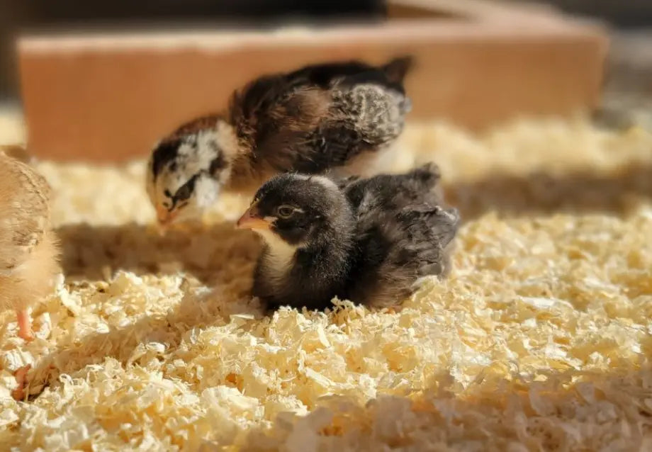 How to Raise Baby Chicks: A Week-by-Week Guide for New Keepers