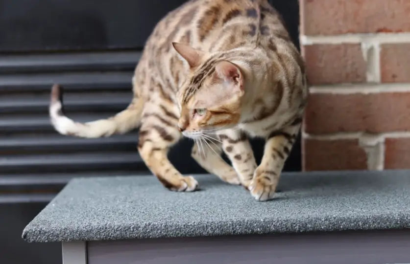 Indoor and Outdoor Cat Safety Guide: Risks, Tips, and Smart Solutions