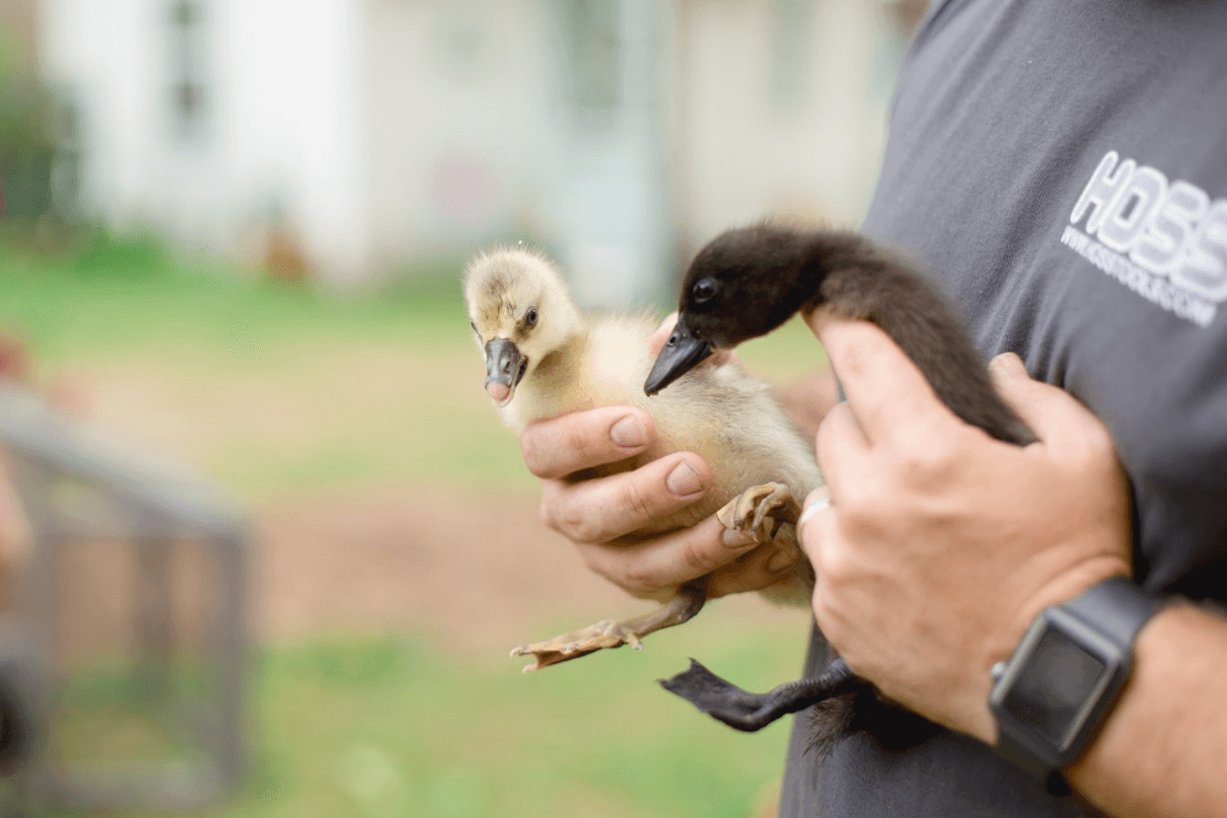 National Poultry Day: Why March 19 Matters for Chicken Keepers