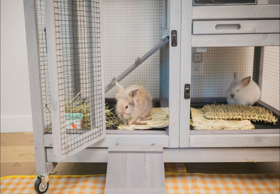 Bunny Hutch 