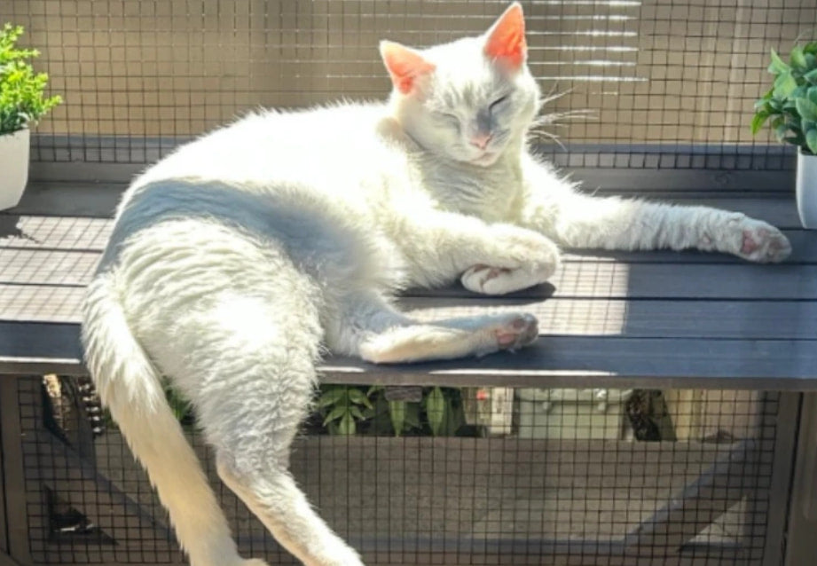 Why Do Cats Sleep So Much? Normal Cat Sleep and When to Worry