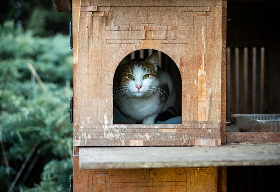 a Safe Feral Cat Shelter