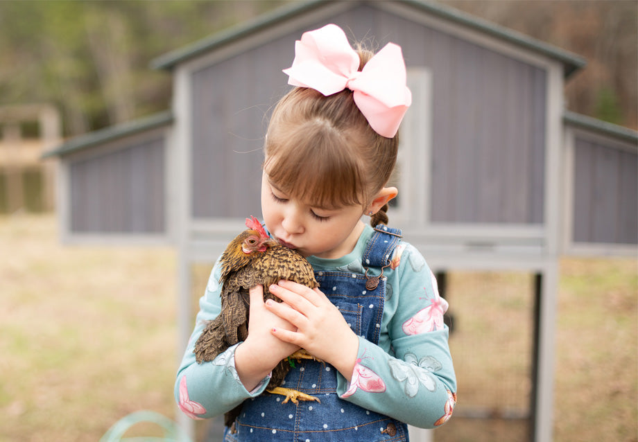 Beginners Guide to Raising Backyard Chickens