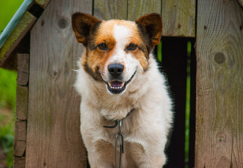 Insulated Dog House vs Heated Dog House