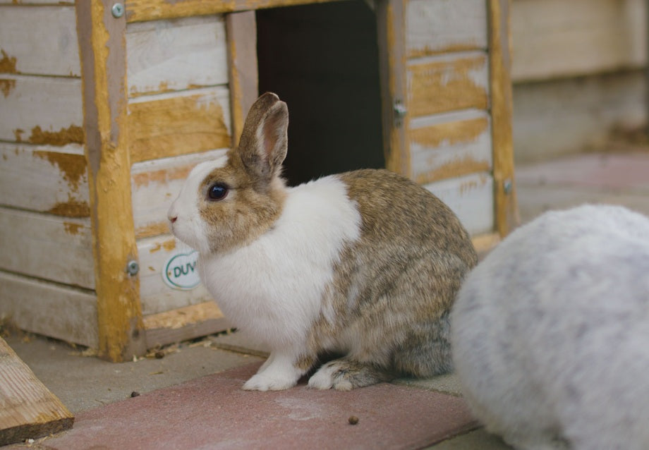 Is a DIY Rabbit Hutch Right for You? DIY vs Pre-Built Options