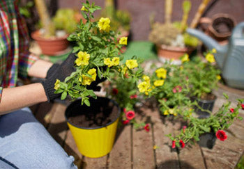 How to Build a Raised Garden Bed?