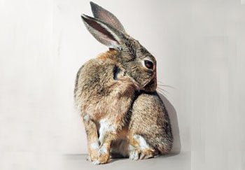 Is It Cruel To Keep Rabbits In Cages?