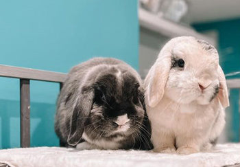 So wählen Sie einen Kaninchenkäfig für den Innenbereich 