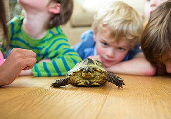 Wie zieht man eine Schildkröte als Haustier auf?