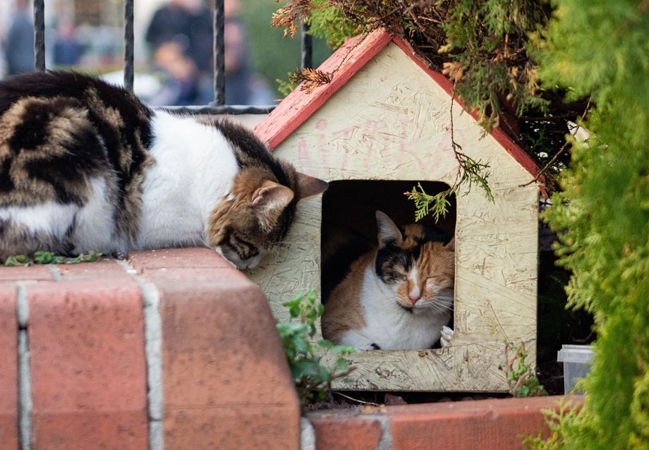 Waterproof Cat House Guide: Is It Worth It for Spring and Summer Rain?