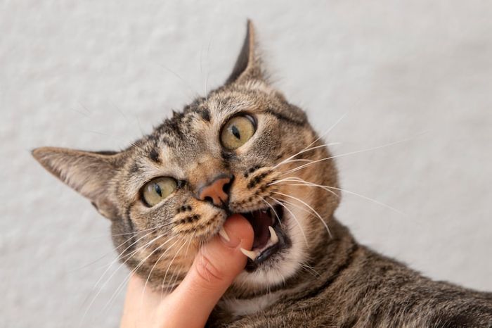 Why Does My Cat Bite Me? 7 Reasons (And How to Stop It)