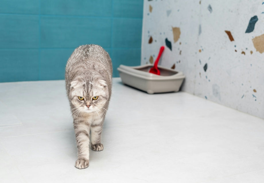 Why Is My Cat Not Using the Litter Box? Causes and What to Do