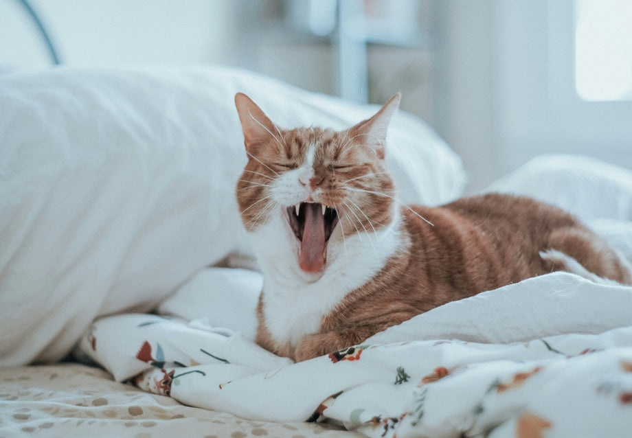 Why Is My Cat Sneezing? Common Causes and When to Worry